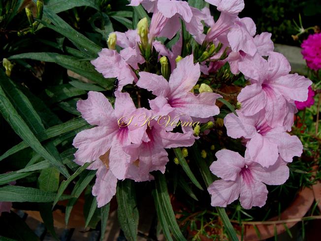  Flowers